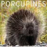 image Porcupines 2026 Wall Calendar