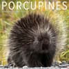 image Porcupines 2026 Wall Calendar