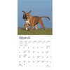 image Boxer Puppies 2025 Mini Wall Calendar Second Alternate Image width=&quot;1000&quot; height=&quot;1000&quot;