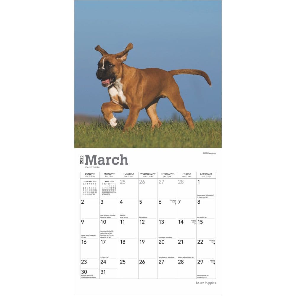 Boxer Puppies 2025 Mini Wall Calendar Second Alternate Image width=&quot;1000&quot; height=&quot;1000&quot;