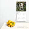 image Jack Russell Terrier Puppies 2024 Wall Calendar Third Alternate Image width=&quot;1000&quot; height=&quot;1000&quot;