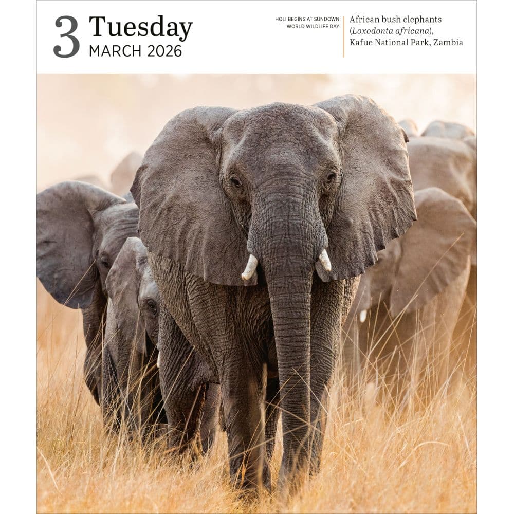 Audubon Nature Gallery 2026 Desk Calendar Fifth Alternate Image