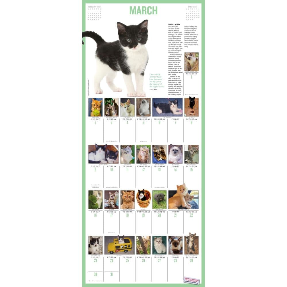 Kittens 365 Days 2025 Wall Calendar Alt2