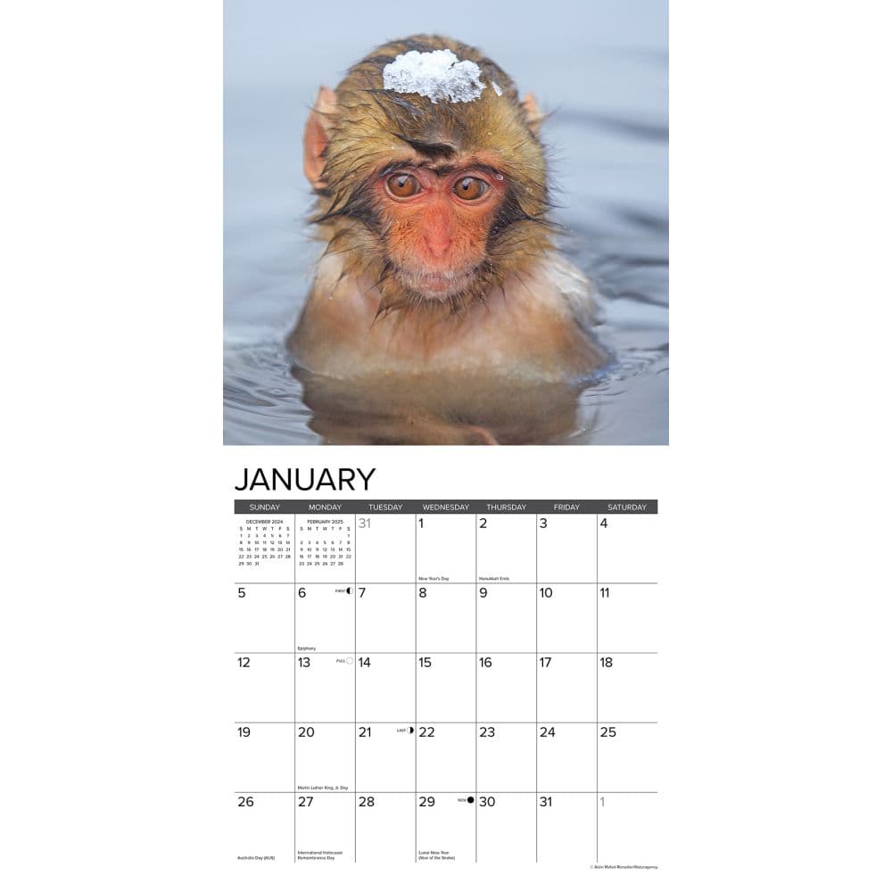 Monkey Business 2025 Wall Calendar Second Alternate Image width=&quot;1000&quot; height=&quot;1000&quot;