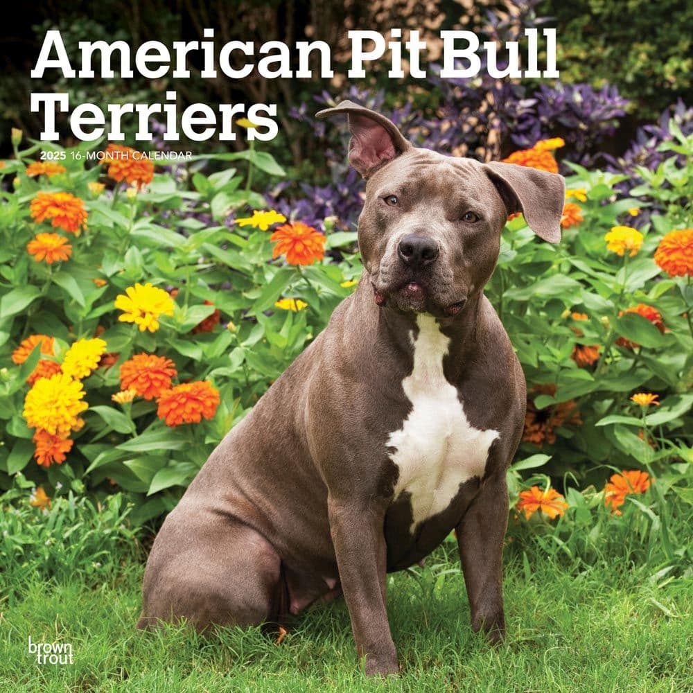 Pit Bull Terriers 2025 Wall Calendar