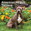 image Pit Bull Terriers 2025 Wall Calendar Main Image
