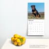 image Rottweilers 2024 Wall Calendar Third Alternate Image width=&quot;1000&quot; height=&quot;1000&quot;