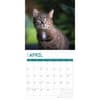 image Cats 2025 Wall Calendar Second Alternate Image width="1000" height="1000"