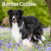image Border Collies 2024 Wall Calendar Main Product Image width=&quot;1000&quot; height=&quot;1000&quot;