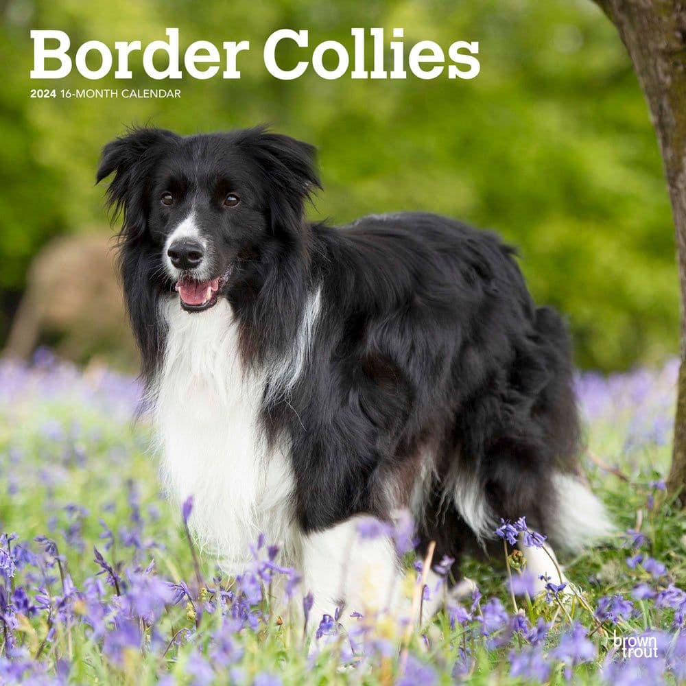 Border Collies 2024 Wall Calendar Main Product Image width=&quot;1000&quot; height=&quot;1000&quot;