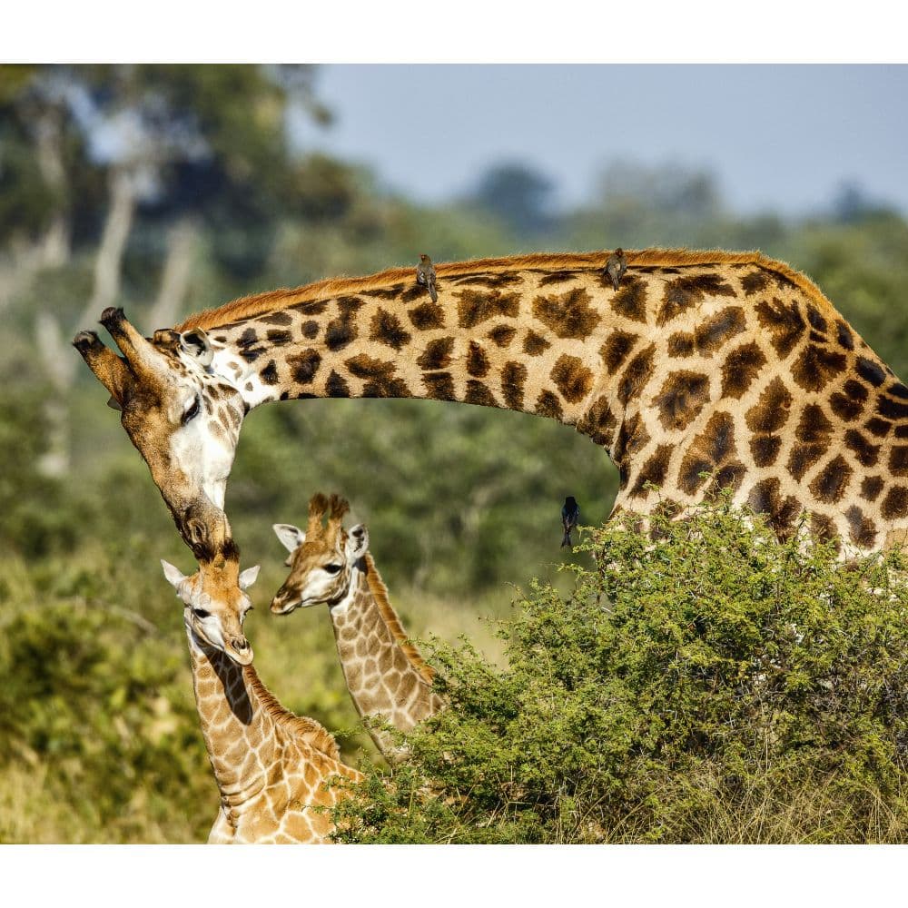 Giraffes WWF 2024 Wall Calendar