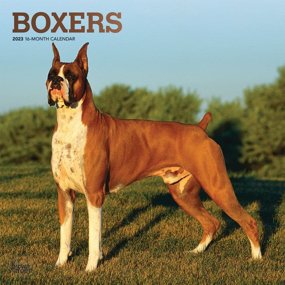 Boxers 2023 Wall Calendar - Calendars.com