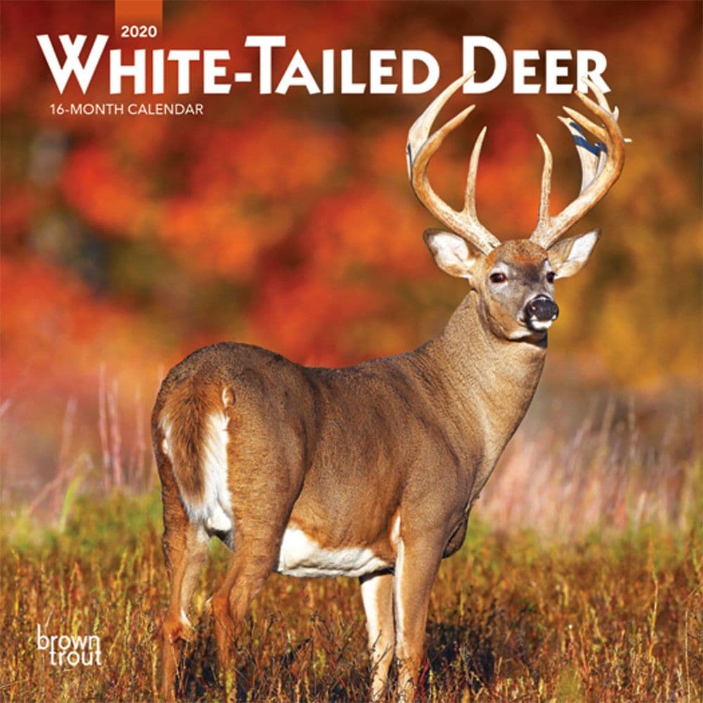 Deer White Tailed Mini Wall Calendar