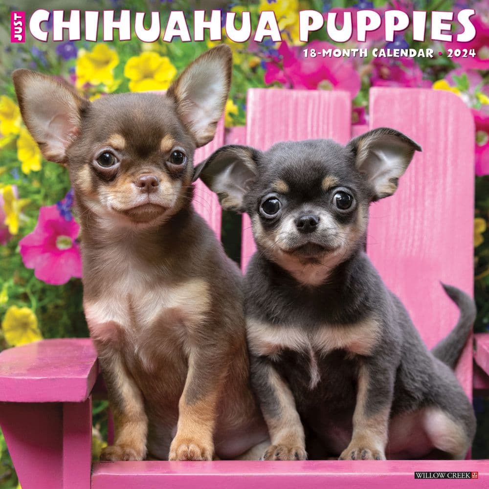 Chihuahua Puppies Just 2024 Wall Calendar