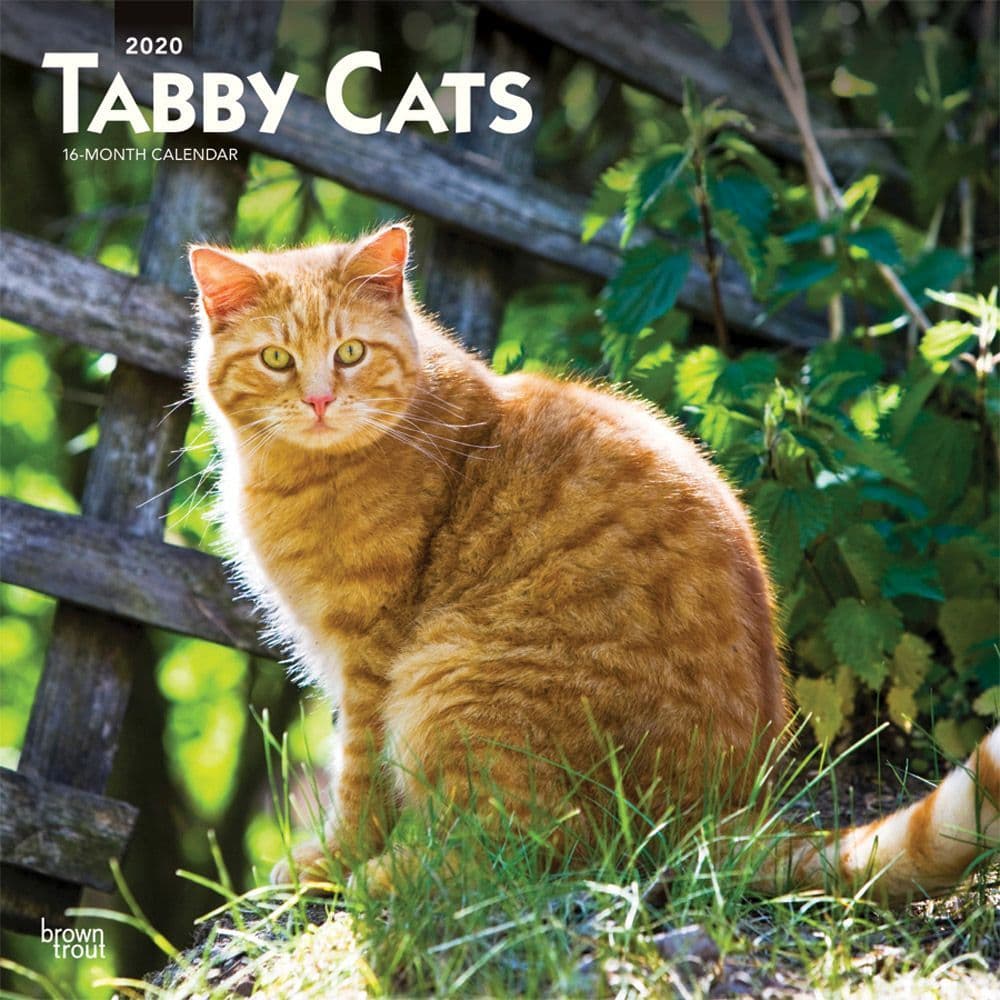 Cats Tabby Wall Calendar