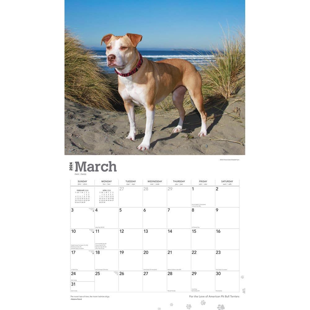 Pit Bull Terriers Deluxe 2024 Wall Calendar