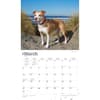 image Pit Bull Terriers Deluxe 2024 Wall Calendar Second Alternate Image width=&quot;1000&quot; height=&quot;1000&quot;
