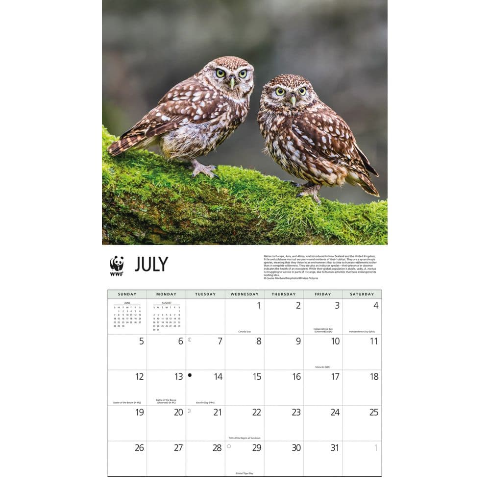 Owls WWF 2026 Wall Calendar Third Alternate Image
