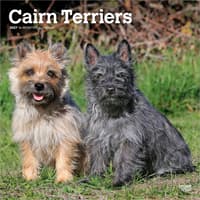 image Cairn Terriers 2027 Wall Calendar Main Product Image