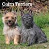 image Cairn Terriers 2027 Wall Calendar Main Product Image