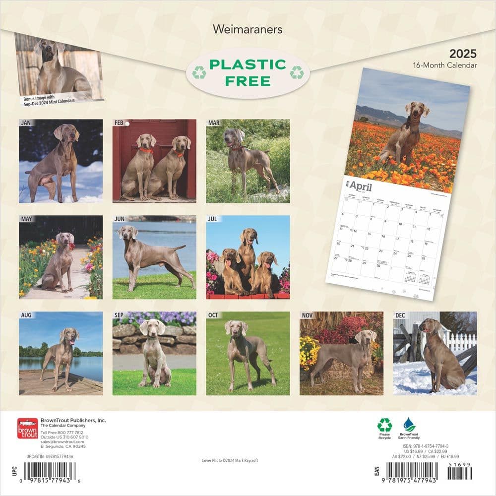 Weimaraners 2025 Wall Calendar First Alternate Image width=&quot;1000&quot; height=&quot;1000&quot;