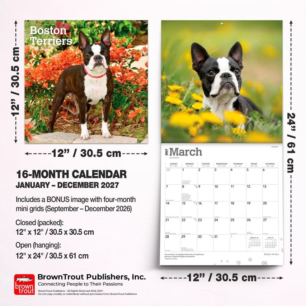 Boston Terriers 2027 Wall Calendar Sixth Alternate Image