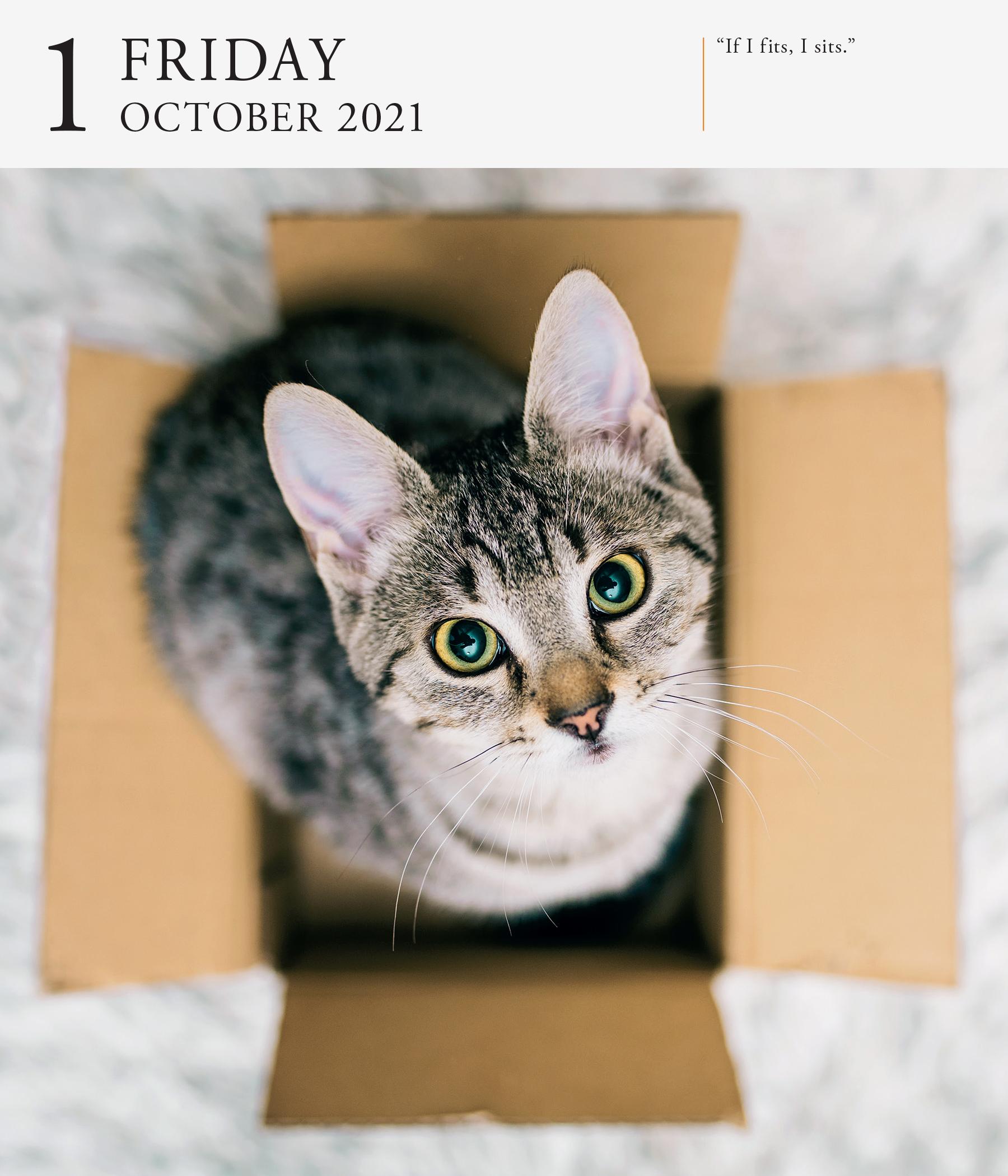 Cat Gallery Desk Calendar