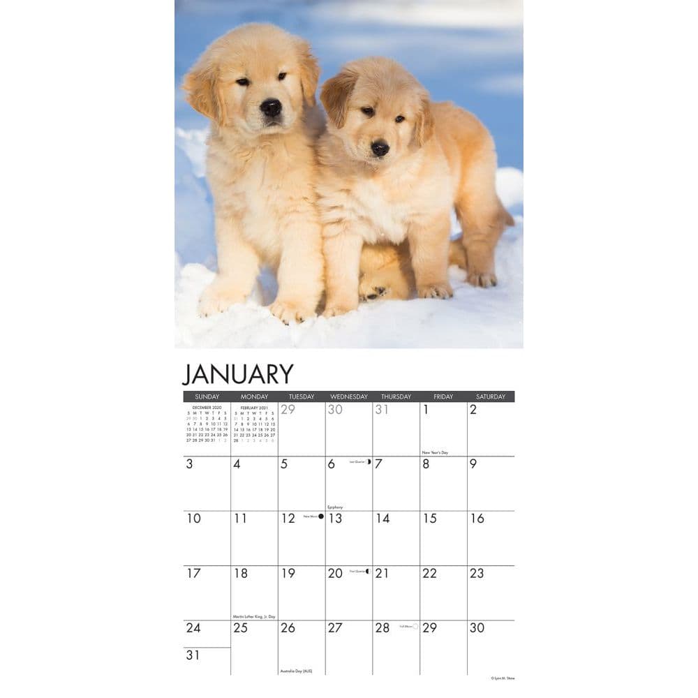 just-golden-retriever-puppies-wall-calendar-calendars