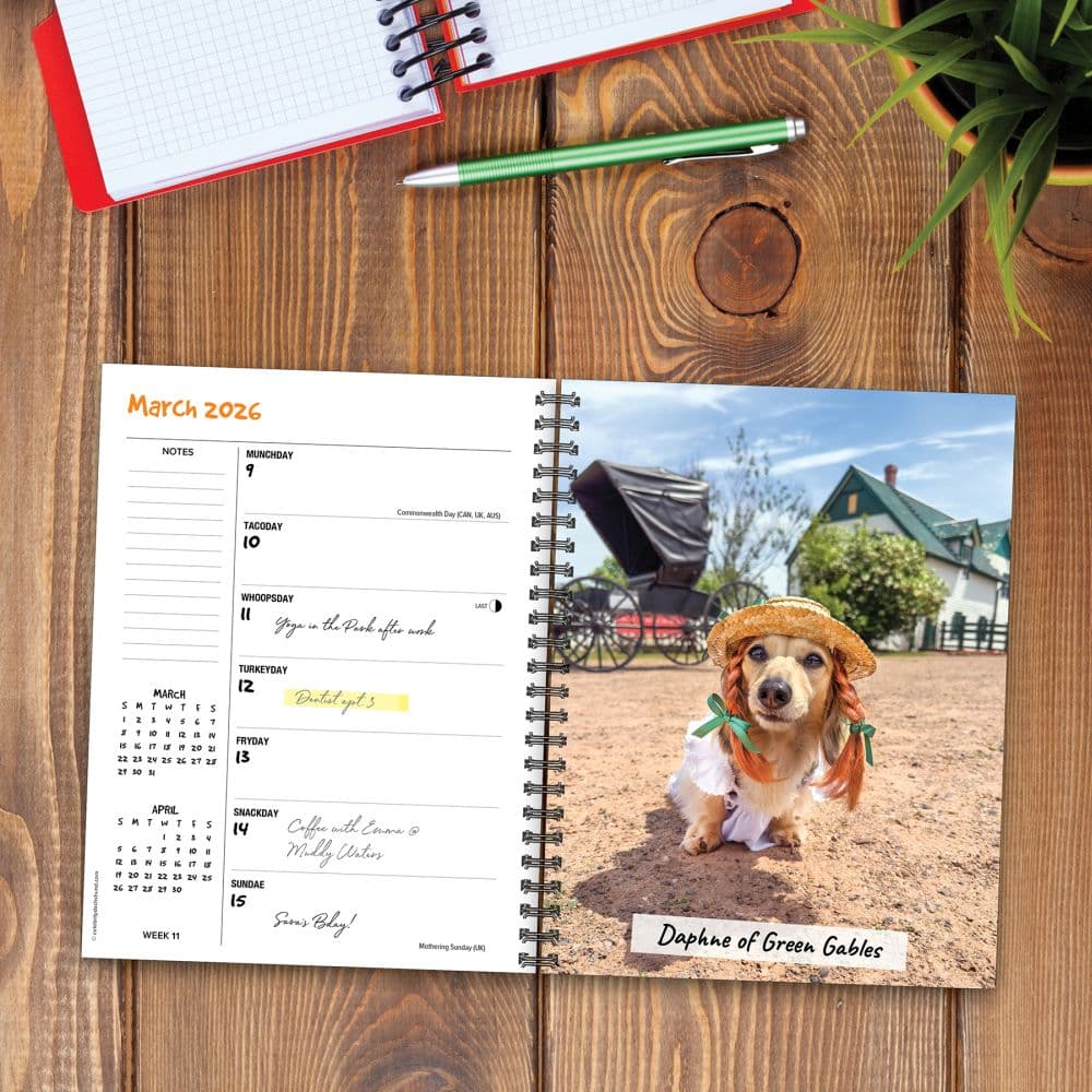 Crusoe The Celebrity Dachshund 2026 Engagement Planner Second Alternate Image
