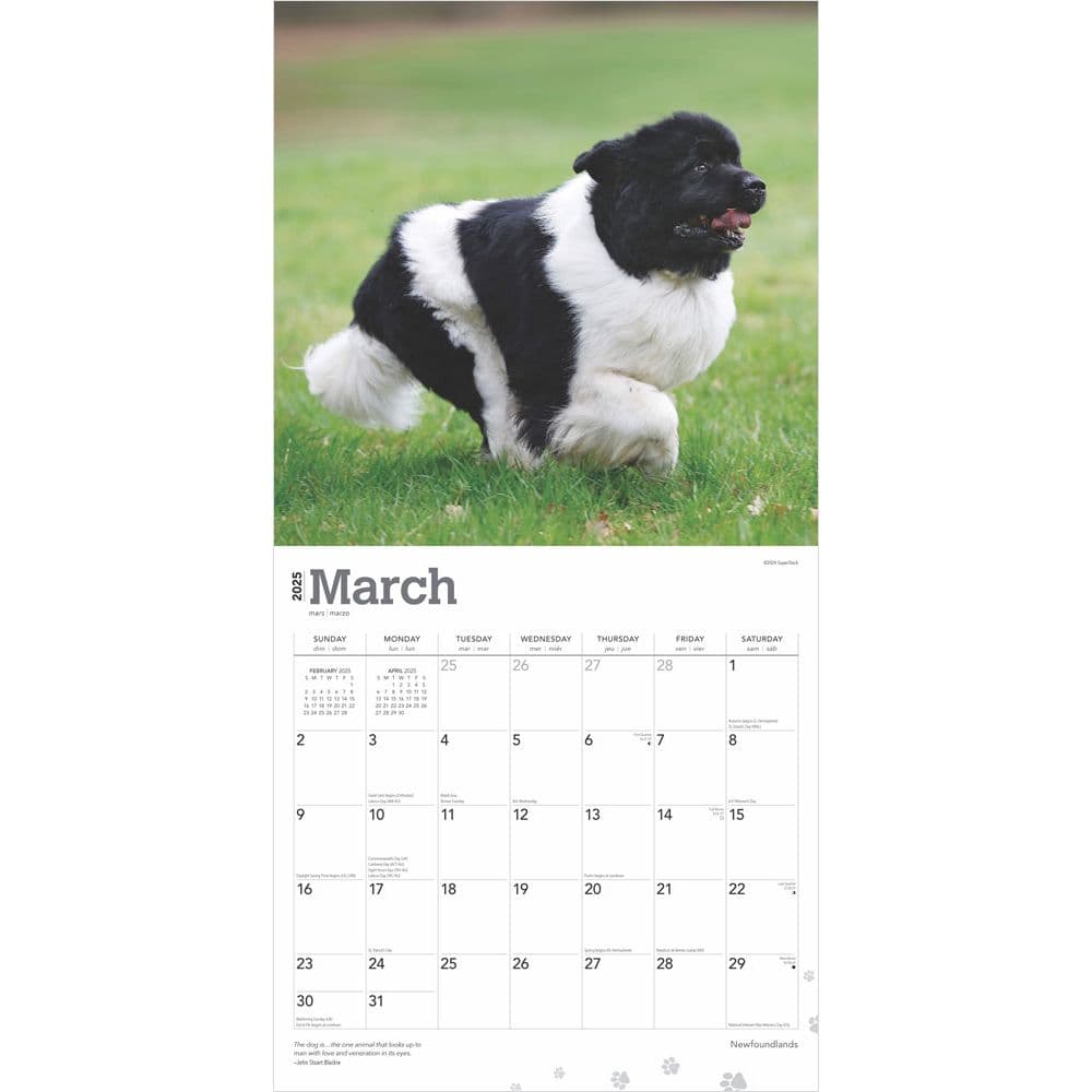 Newfoundlands 2025 Wall Calendar Second Alternate Image width=&quot;1000&quot; height=&quot;1000&quot;