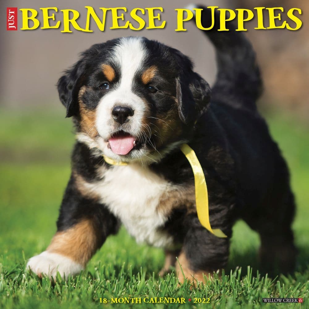 Just Bernese Mountain Puppies 2022 Wall Calendar