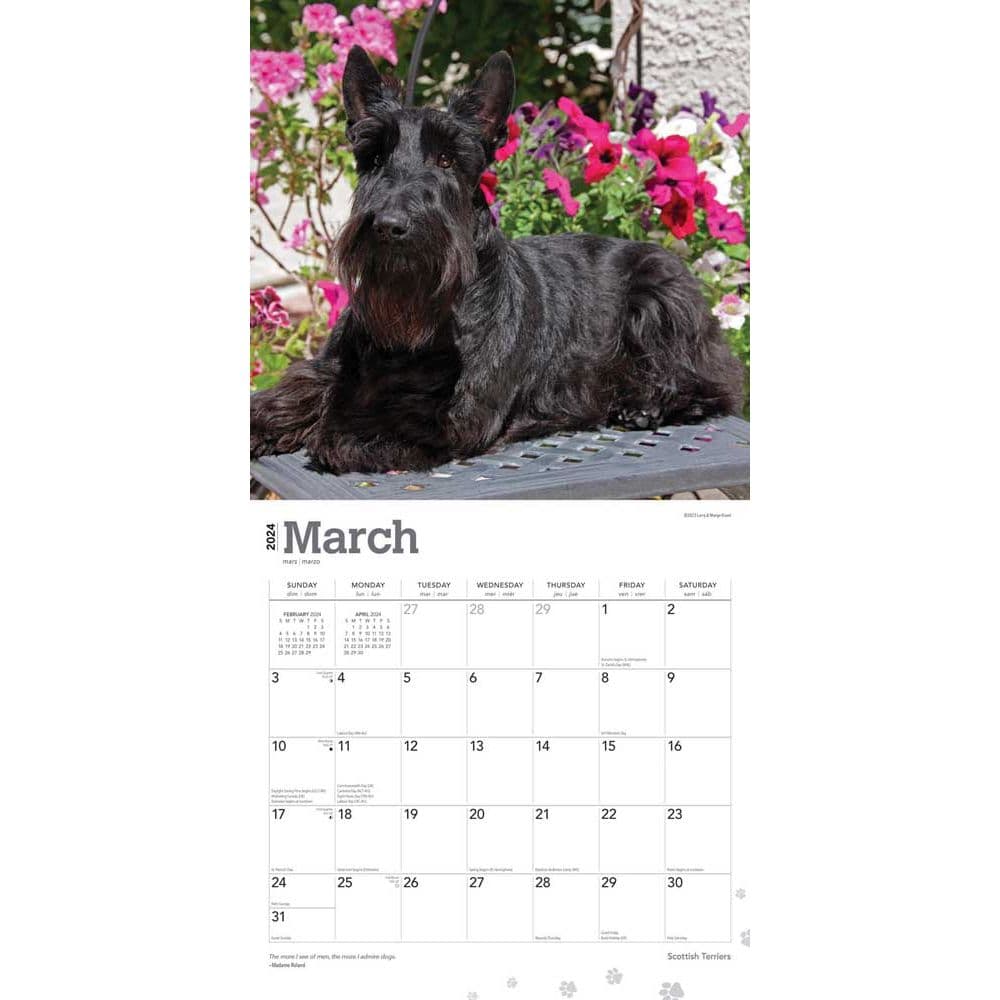 Scottish Terriers 2024 Wall Calendar