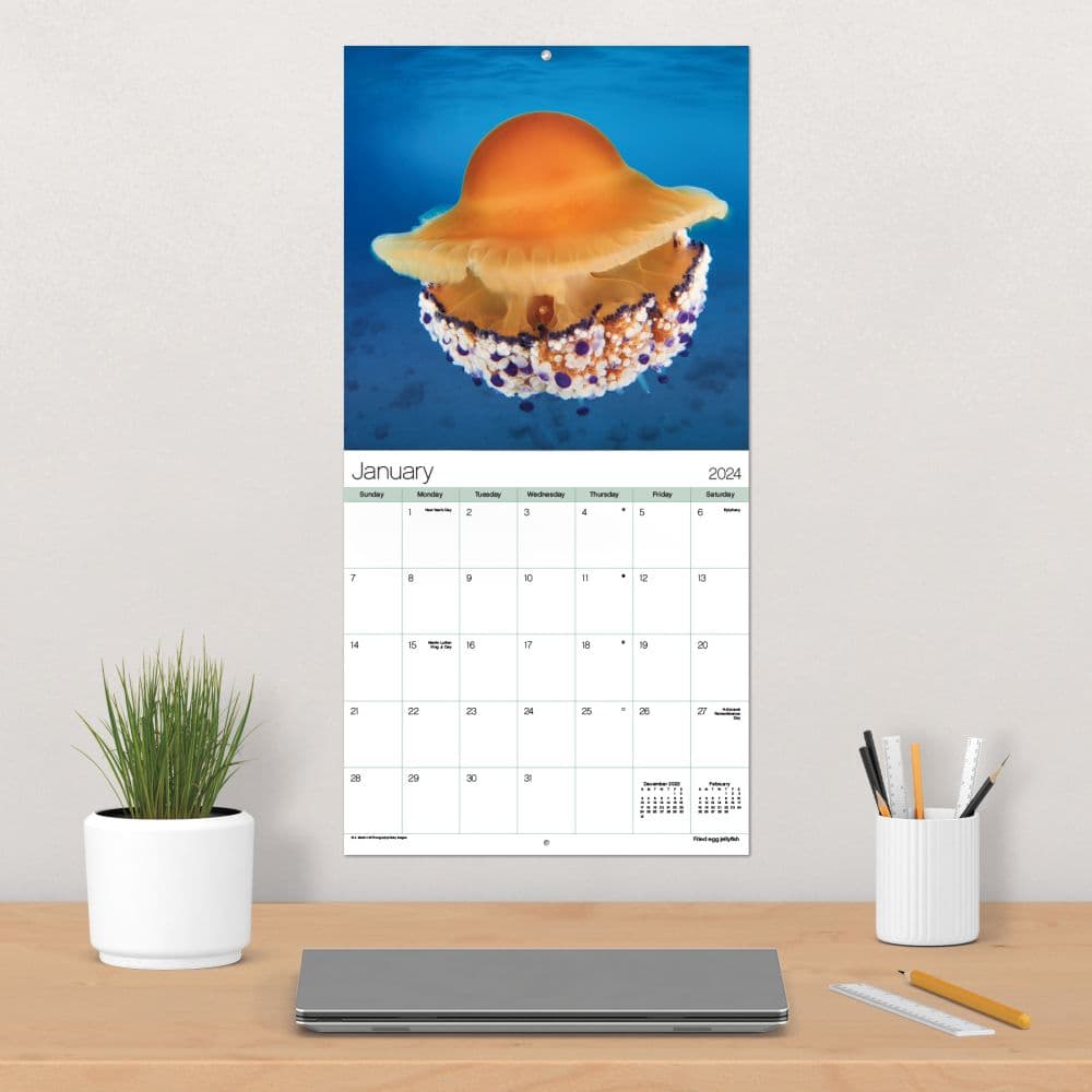 Ocean Life 2024 Wall Calendar