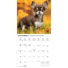 image Chihuahua Puppies 2026 Mini Wall Calendar Fourth Alternate Image
