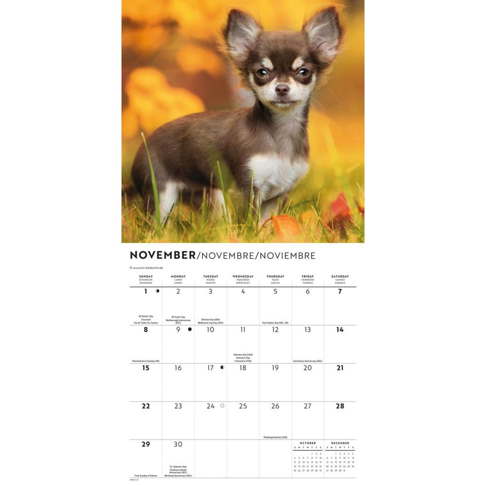 Chihuahua Puppies 2026 Mini Wall Calendar Fourth Alternate Image