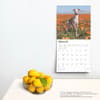 image Italian Greyhounds 2025 Wall Calendar