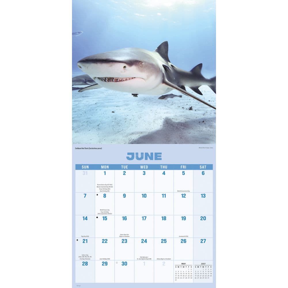 Shark Year 2026 Wall Calendar Third Alternate Image