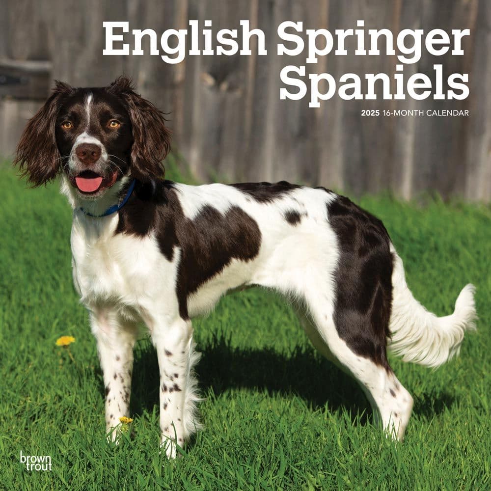 English Springer Spaniels 2025 Wall Calendar  Main Image