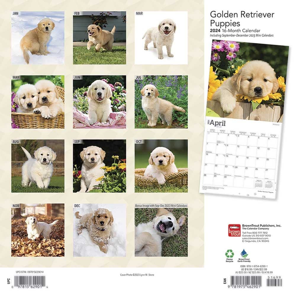 Golden Retriever Puppies 2025 Wall Calendar
