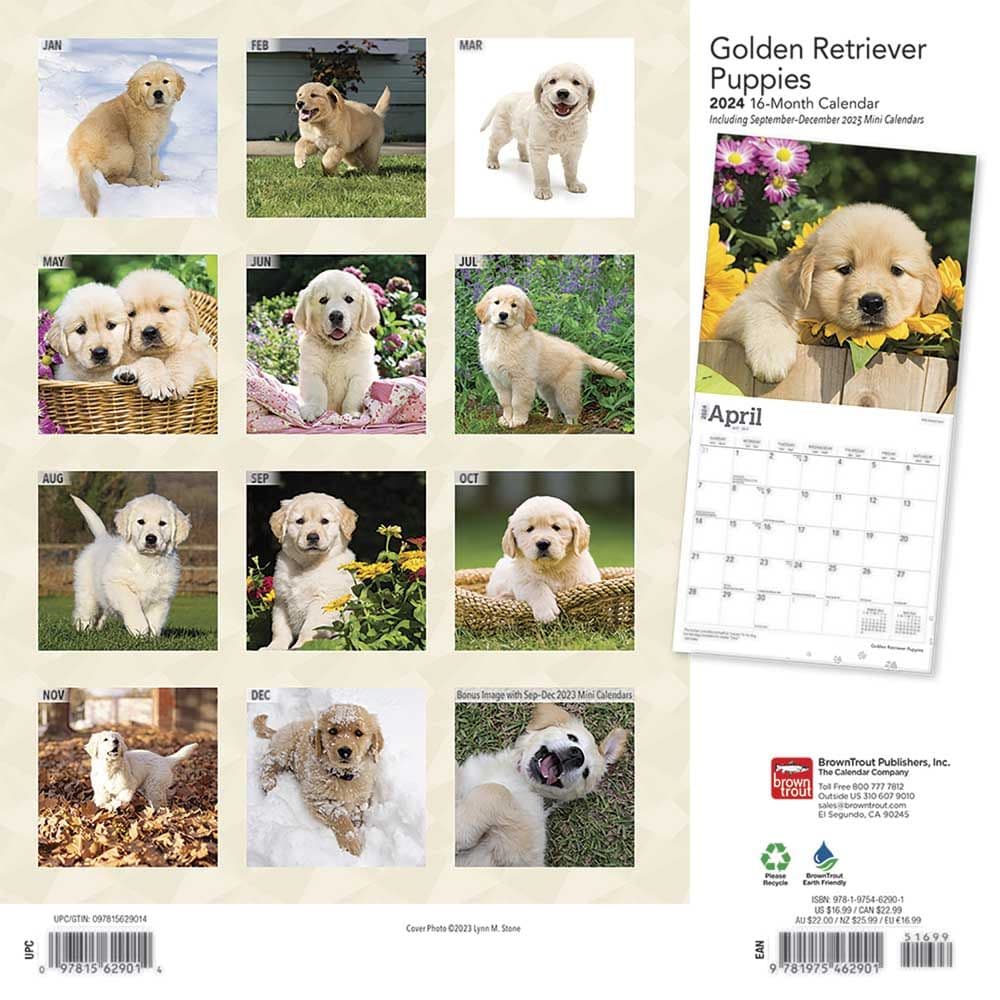 Golden Retriever Puppies 2024 Wall Calendar