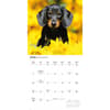 image Dachshund Puppies 2026 Wall Calendar Third Alternate Image