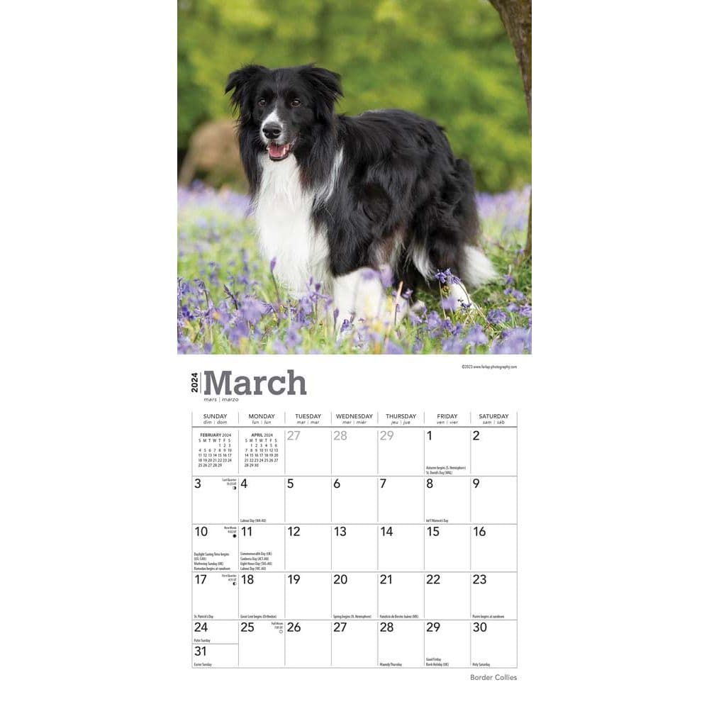 Border Collies 2024 Mini Wall Calendar Calendars Com   71d4050d B71d 4eb9 A3e6 9e7d75126156