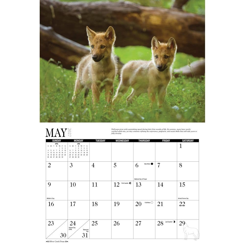 Wolves 2027 Wall Calendar Second Alternate Image