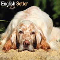 image English Setter 2027 Wall Calendar
