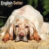 image English Setter 2027 Wall Calendar