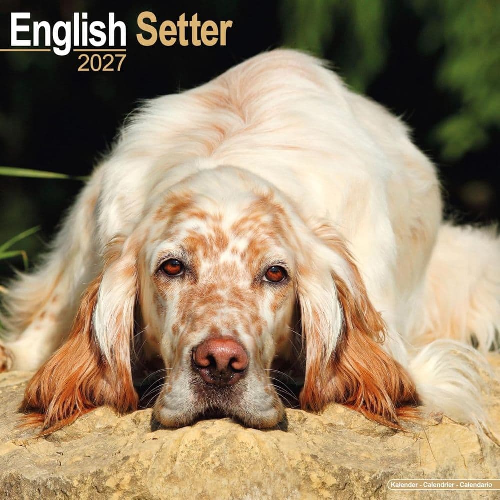 image English Setter 2027 Wall Calendar