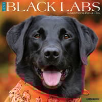 image Just Black Labs 2026 Wall Calendar Main Image