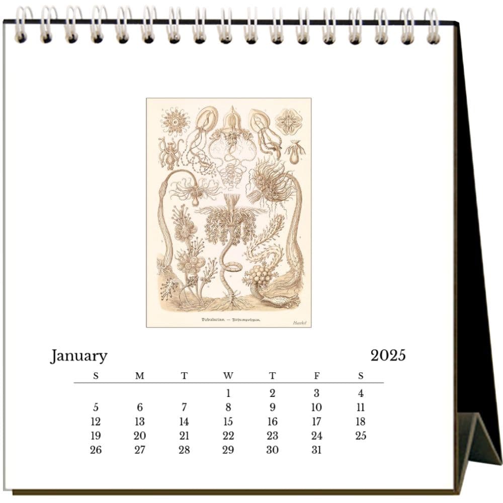 Art Forms of Nature 2025 Easel Desk Calendar Second Alternate Image width="1000" height="1000"