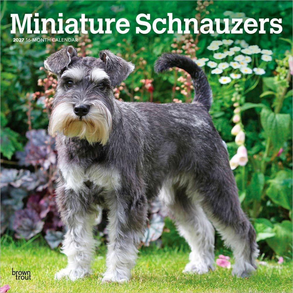 image Schnauzers 2027 Wall Calendar Main Product Image