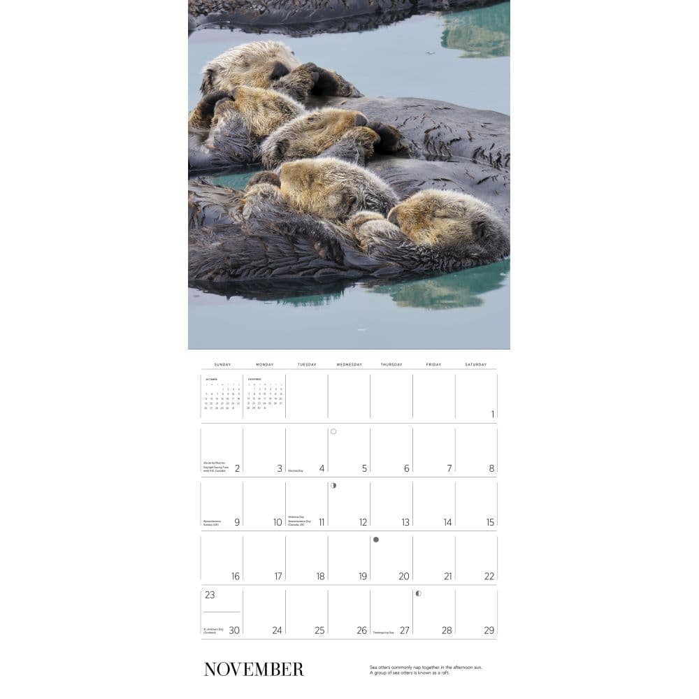 Sea Otters 2025 Wall Calendar Third Alternate Image width="1000" height="1000"